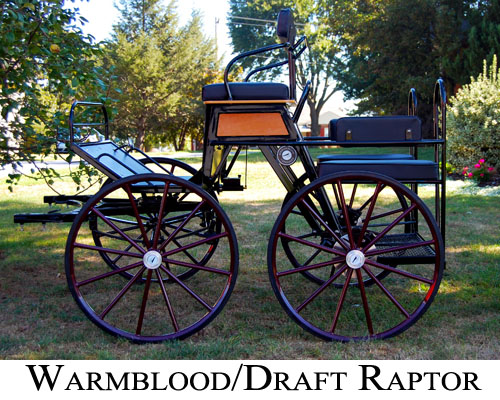 warmblood raptor